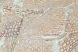 Ordovician Graptolite (Araneograptus) Plate - Morocco #126407-1